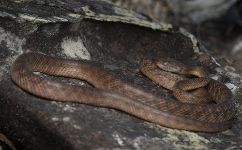 Brown Tree Snake sighting