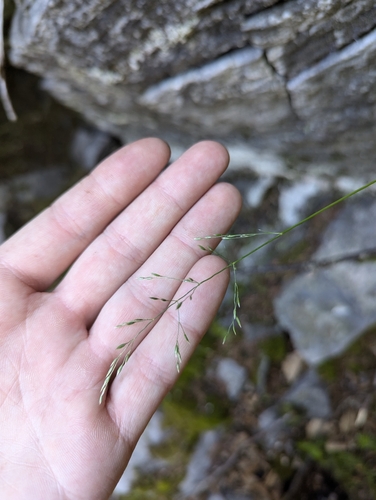 Inland Bluegrass (Poa interior)