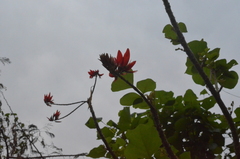 Erythrina stricta