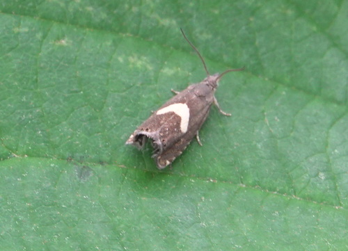 Common Drill, Nuenen, Nederland, photo 10 of 10