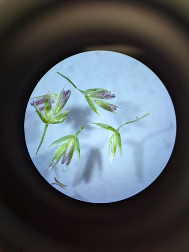Image of Poa interior by no rights reserved