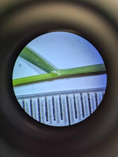 Image of Poa interior by no rights reserved