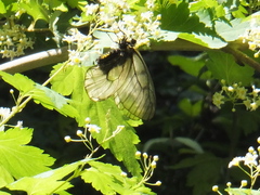 Parnassius glacialis