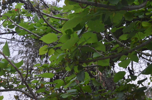 Foto de mulungu
