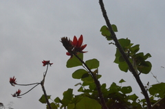 Erythrina stricta