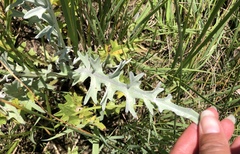 Cirsium douglasii