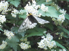 Parnassius glacialis