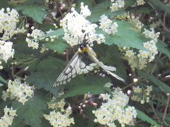 Parnassius glacialis