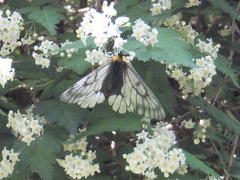 Parnassius glacialis