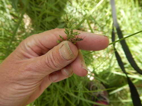 iNaturalist observation photo of Prosternini