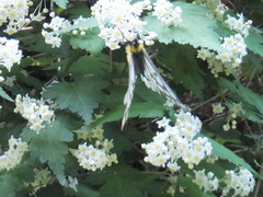 Parnassius glacialis