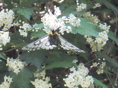 Parnassius glacialis