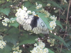 Parnassius glacialis