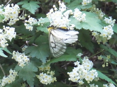 Parnassius glacialis
