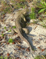 Cyclura nubila caymanensis