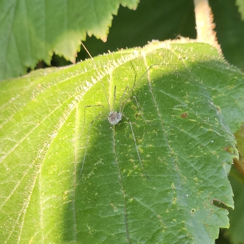 Canestrini's Harvestman, 9971 Ulrum, Nederland, photo 9 of 10