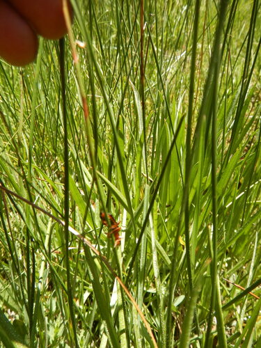 iNaturalist observation photo of Insects