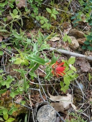 Castilleja applegatei