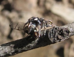 Maratus plumosus