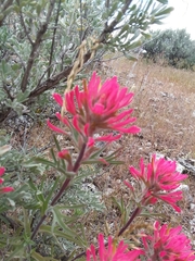 Castilleja angustifolia