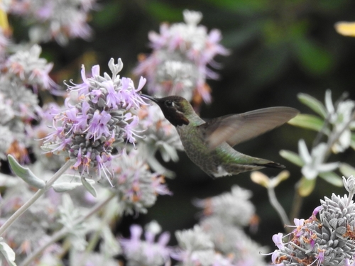 iNaturalist observation photo of Anna's Hummingbird