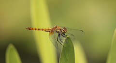 Erythrodiplax corallina