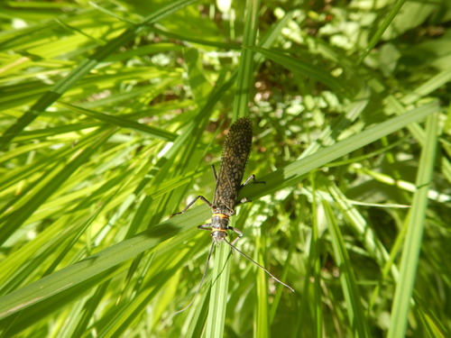 iNaturalist observation photo of California Giant Stonefly