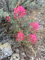 Castilleja angustifolia