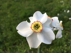 Narcissus poeticus