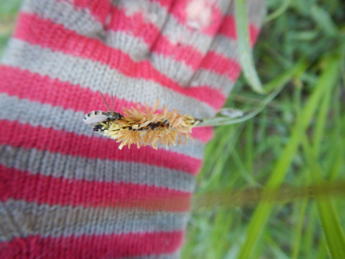 iNaturalist observation photo of Hover Flies