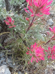 Castilleja angustifolia