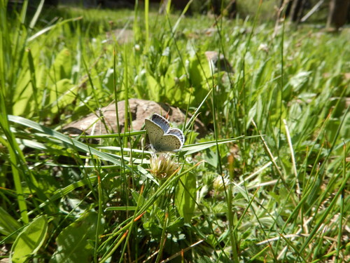 iNaturalist observation photo of Boisduval's Blue