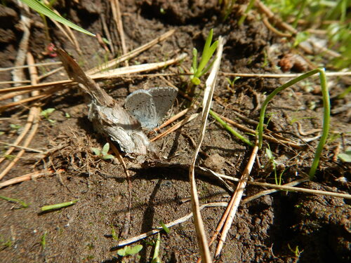 iNaturalist observation photo of Echo Azure
