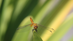 Erythrodiplax corallina