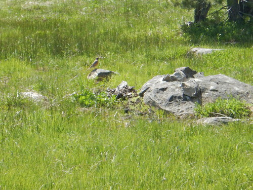 iNaturalist observation photo of American Robin