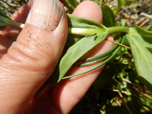 iNaturalist observation photo of Odorous Ants