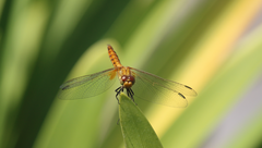 Erythrodiplax corallina