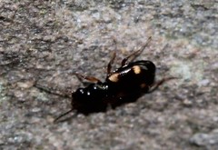 Bembidion quadrimaculatum