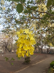 Cassia fistula