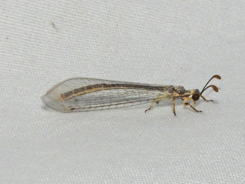 Gnopholeon delicatulus
