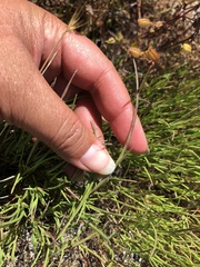 Scribneria bolanderi