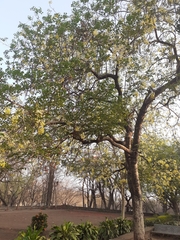 Cassia fistula