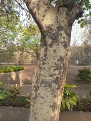 Cassia fistula
