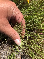 Scribneria bolanderi