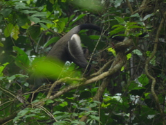 Cercopithecus neglectus