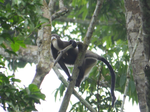 Cercopithecus neglectus