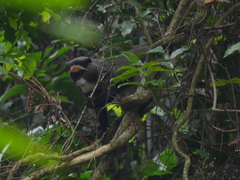 Cercopithecus neglectus