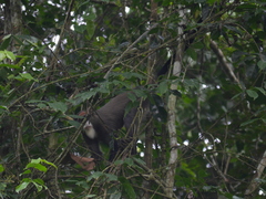 Cercopithecus neglectus