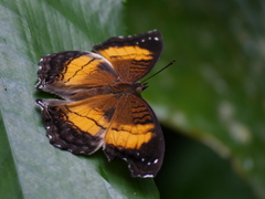 Junonia terea terea