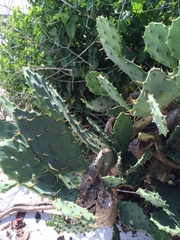 Opuntia stricta
